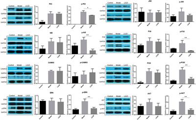 Systems Pharmacology Approach and Experiment Evaluation Reveal Multidimensional Treatment Strategy of LiangXueJieDu Formula for Psoriasis